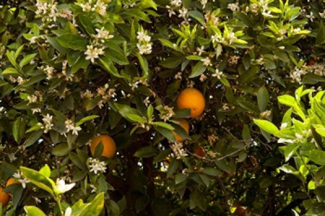 Orange trees in an orchard Santa Paula Ventura County California USA Canvas Art - Panoramic Images (36 x 24)