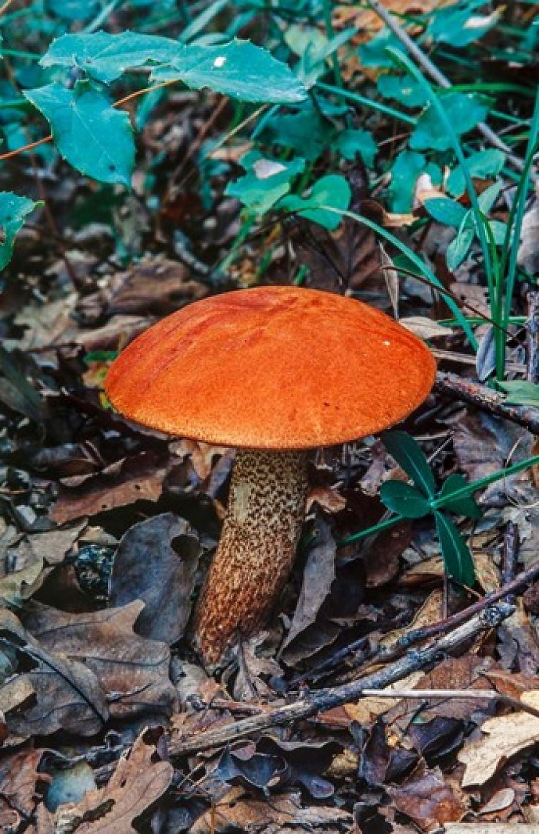 Orange wild mushroom Canvas Art - Ali Kabas DanitaDelimont (19 x 29)
