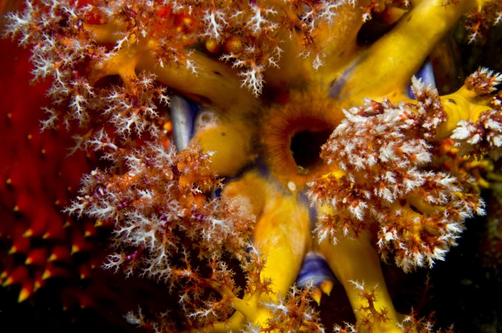 Orange yellow and blue sea apple feeding Komodo Indonesia Canvas Art - Mathieu MeurStocktrek Images (35 x 23)