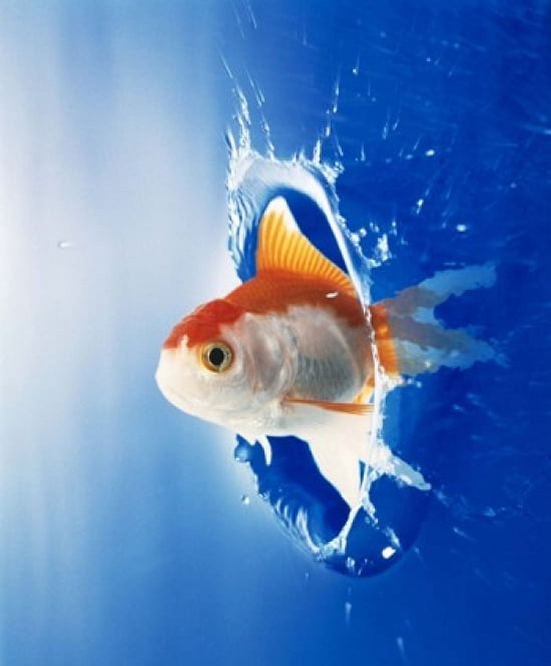 Orange yellow and white fish flying through water splash Canvas Art - Panoramic Images (14 x 16)