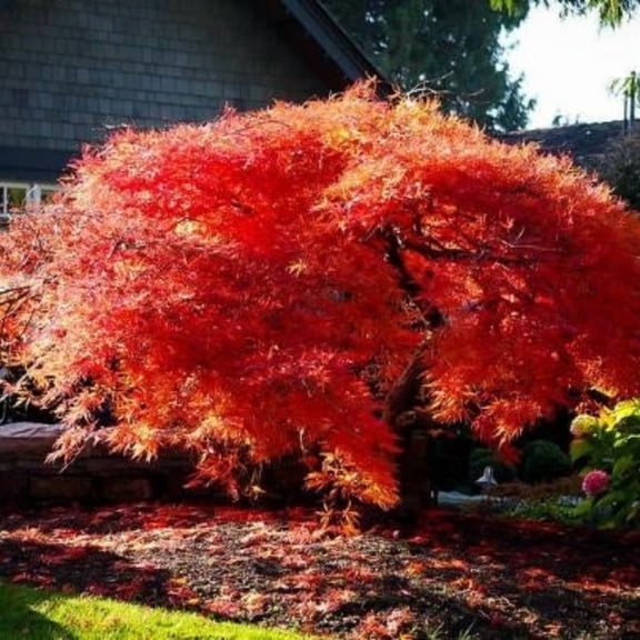 Orangeola Japanese Maple Live Tree 3 Gallon