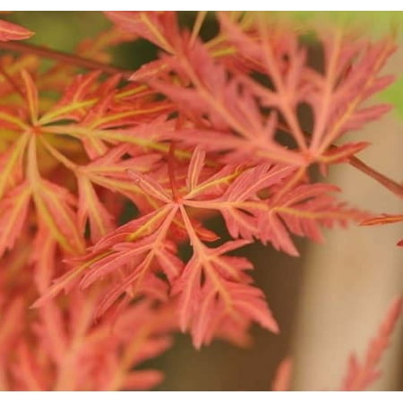Orangeola Weeping Laceleaf Japanese Maple Tree - 2-3 Year Graft - ( TG )
