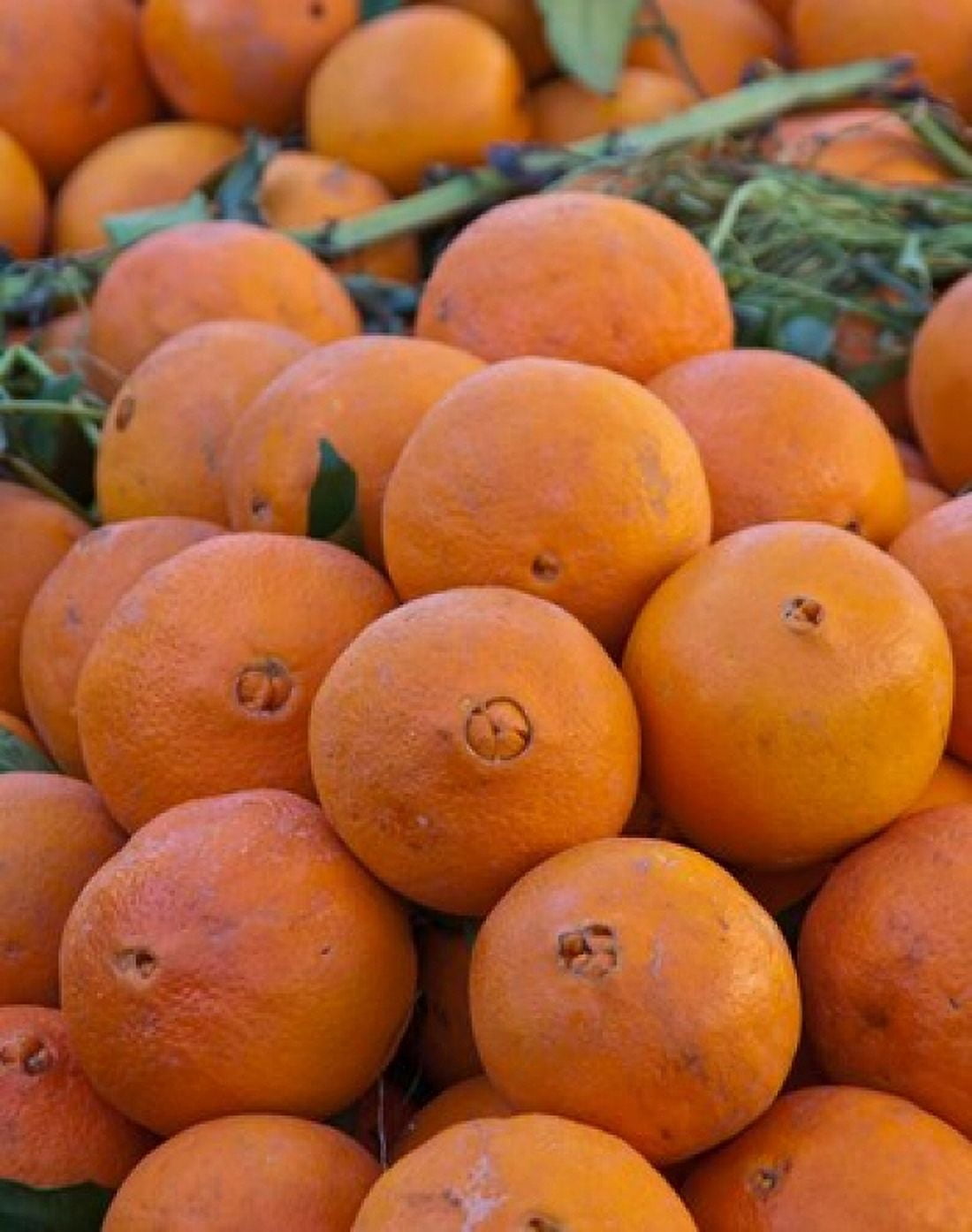 Oranges for sale in Fes market Morocco Canvas Art - William Sutton DanitaDelimont (27 x 34)