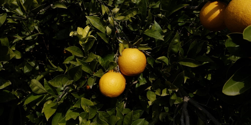 Oranges growing on tree Vinaros Province of Castellon Spain Canvas Art - Panoramic Images (9 x 27)
