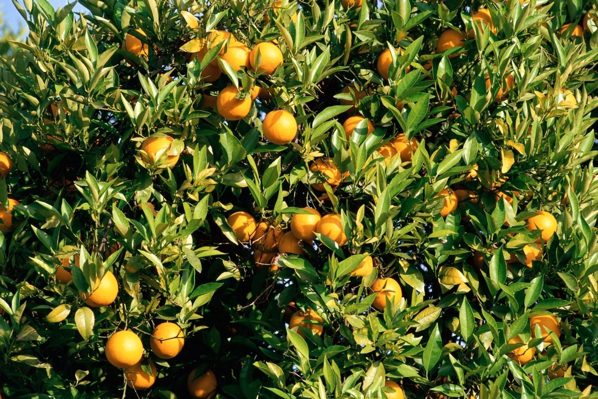 Oranges hanging from tree Canvas Art - Panoramic Images (24 x 36)