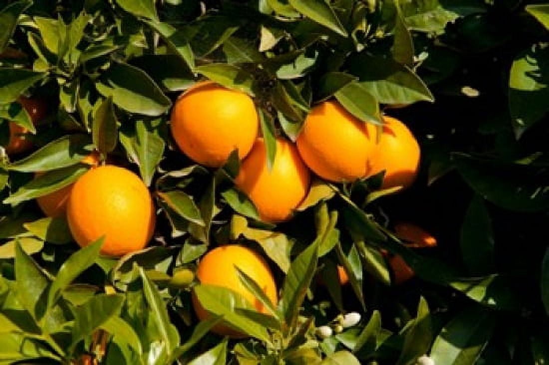 Oranges on a tree Santa Paula Ventura County California USA Canvas Art - Panoramic Images (36 x 24)