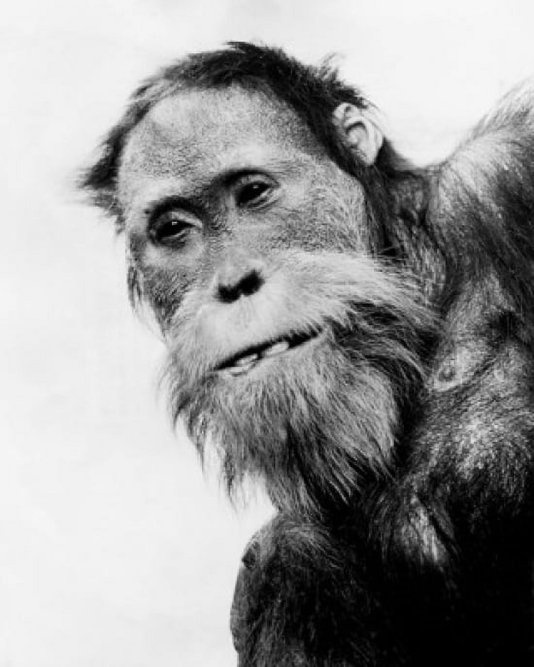 Orangutan Canvas Art -  (18 x 24)
