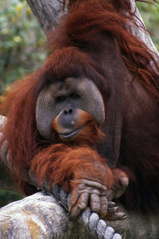 Orangutan Canvas Art - Natural Selection Ralph Curtin Design Pics (12 x 18)