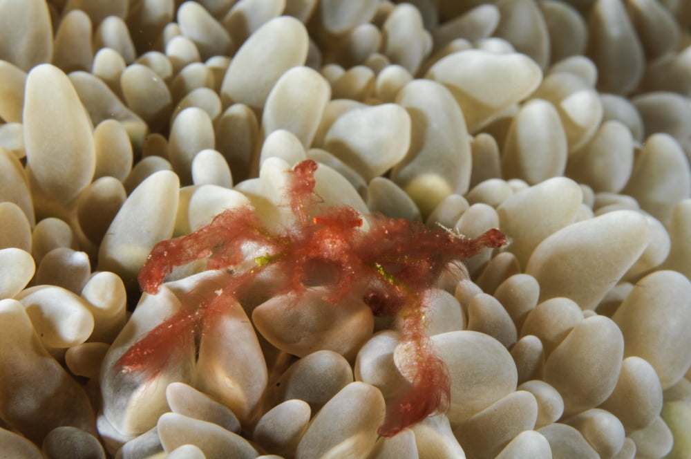 Orangutan Crab on bubble coral Indonesia Canvas Art - Todd WinnerStocktrek Images (18 x 12)