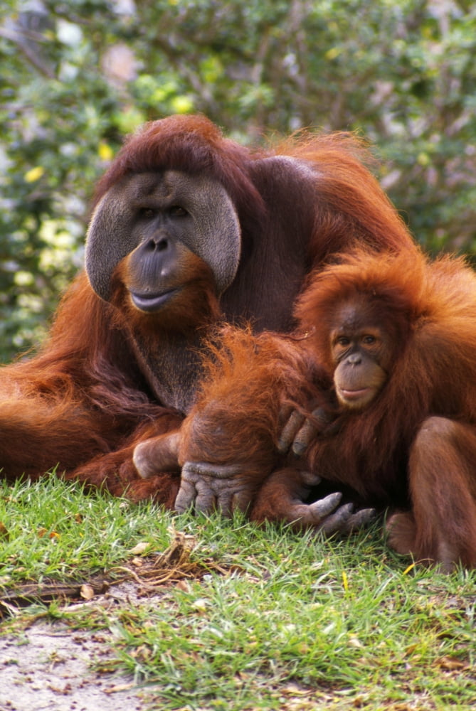 Orangutan Mother And Baby Canvas Art - Natural Selection Ralph Curtin Design Pics (12 x 18)