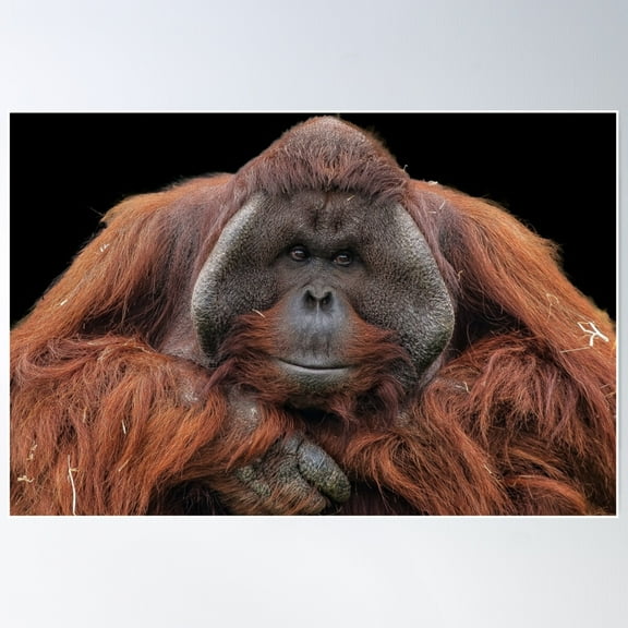 Orangutan V1 Poster Wall Art, Modern Wall Decor For Living Room Bedroom, 8x12 UNFRAMED