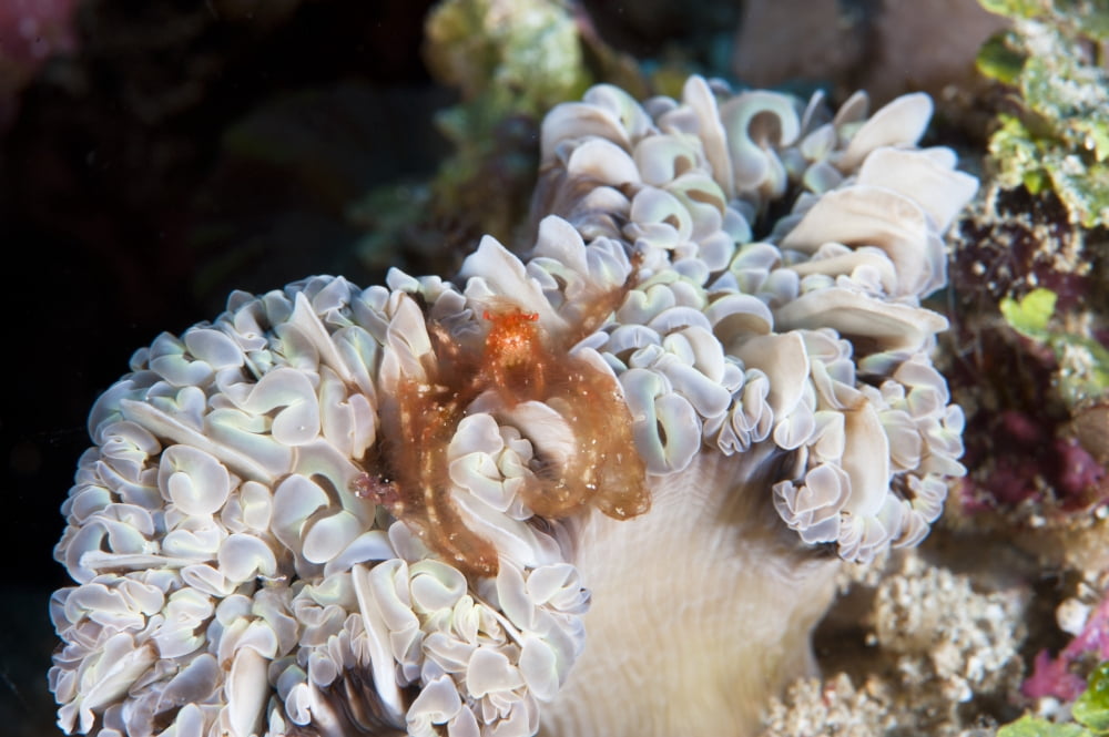 Orangutan crab North Sulawesi Indonesia Canvas Art - Beverly FactorStocktrek Images (18 x 12)