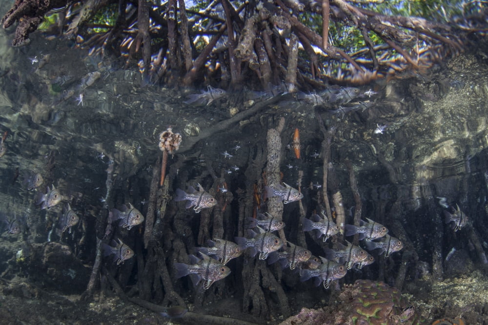 Orbiculate cardinalfish swimming underneath a mangrove tree Canvas Art - Ethan DanielsStocktrek Images (17 x 12)