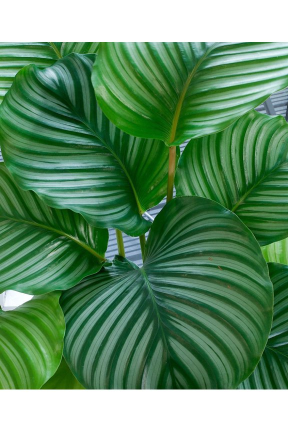 Orbit Peacock Plant - Calathea orbifolia - Easy House Plant - 2.5" Pot