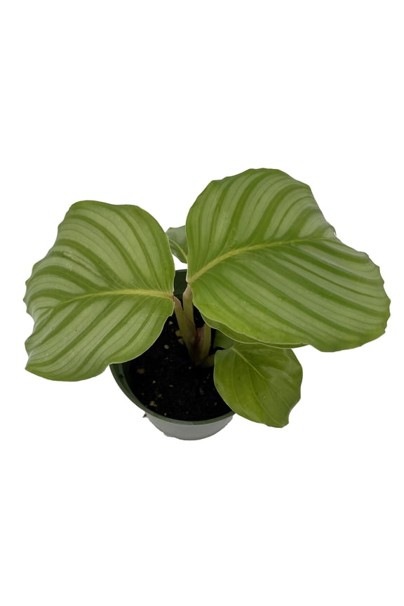 Orbit Peacock Plant - Calathea orbifolia - Easy House Plant - 4" Pot
