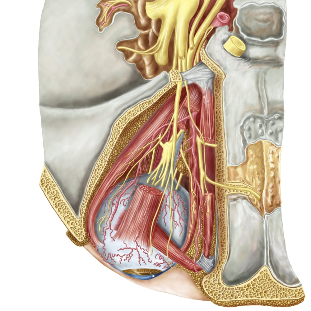 Orbital cut showing abducent nerve with ciliary ganglion and oculomotor nerve Canvas Art - Stocktrek Images (28 x 28)