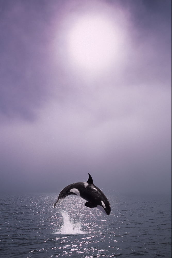 Orca Breaching In Fog Composite Alaska Southeast Canvas Art - John Hyde Design Pics (22 x 34)