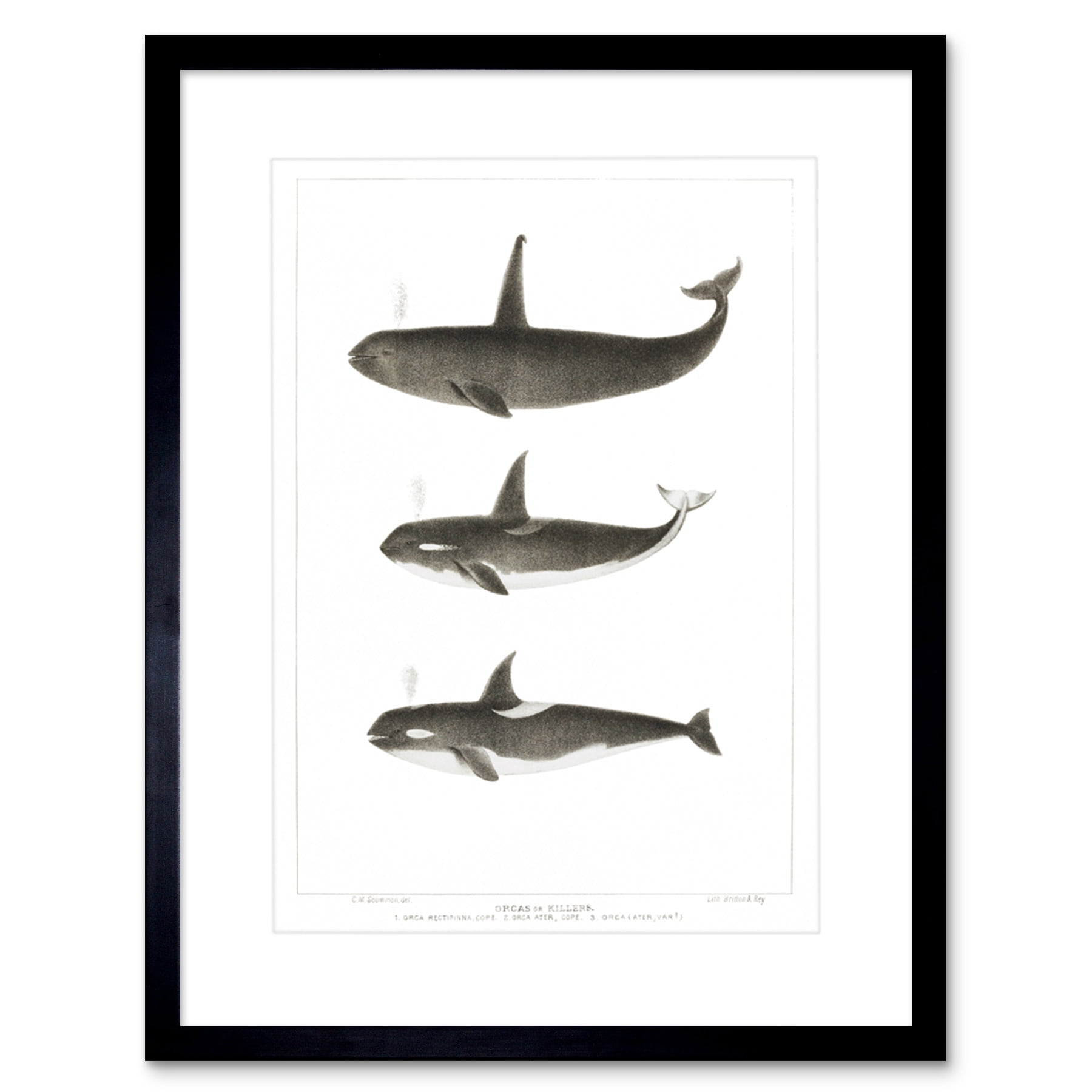 Orca Killer Whales Art Print Framed Poster Wall Decor 9x7 inch ...