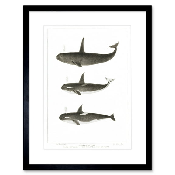Orca Killer Whales Art Print Framed Poster Wall Decor 9x7 inch