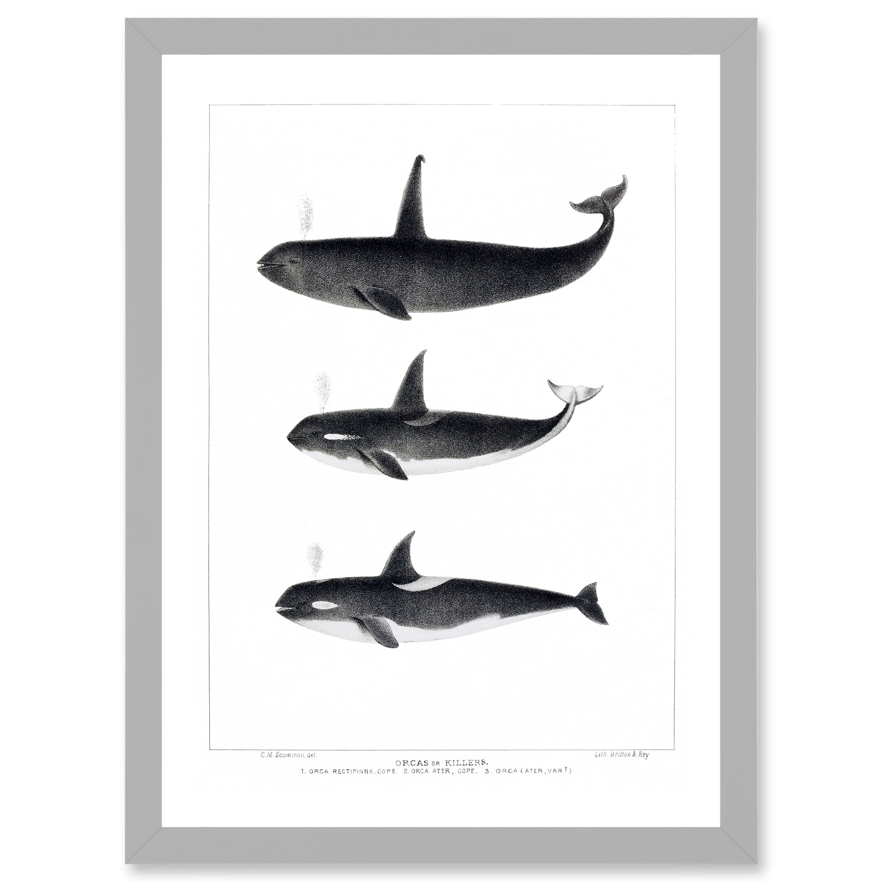 Orca Killer Whales Nature Ocean Sea Life Artwork Framed Wall Art Print ...