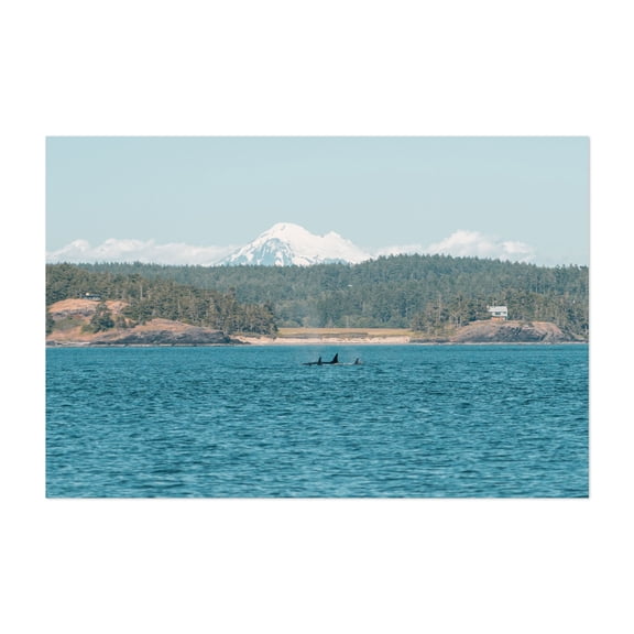 Orca Pod - Anacortes Washington Photography Ocean Mountain Wildlife Nature Scenic Coast Seascape Unframed Wall Art Print 12 x 18 inches