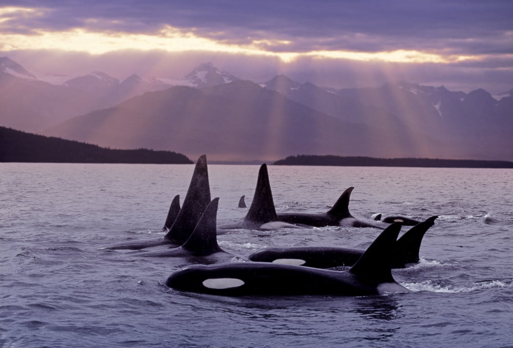 Orca Pod In Lynn Canal WSunrays On Chilkat Mtn Ak Se Summer Evening Composite Canvas Art - John Hyde Design Pics (34 x 22)