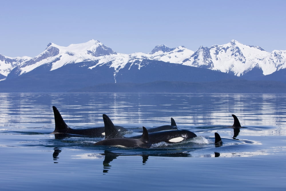 Orca Surface In Lynn Canal Near Juneau With Coast Range Beyond Inside Passage Alaska Canvas Art - John Hyde Design Pics (18 x 12)