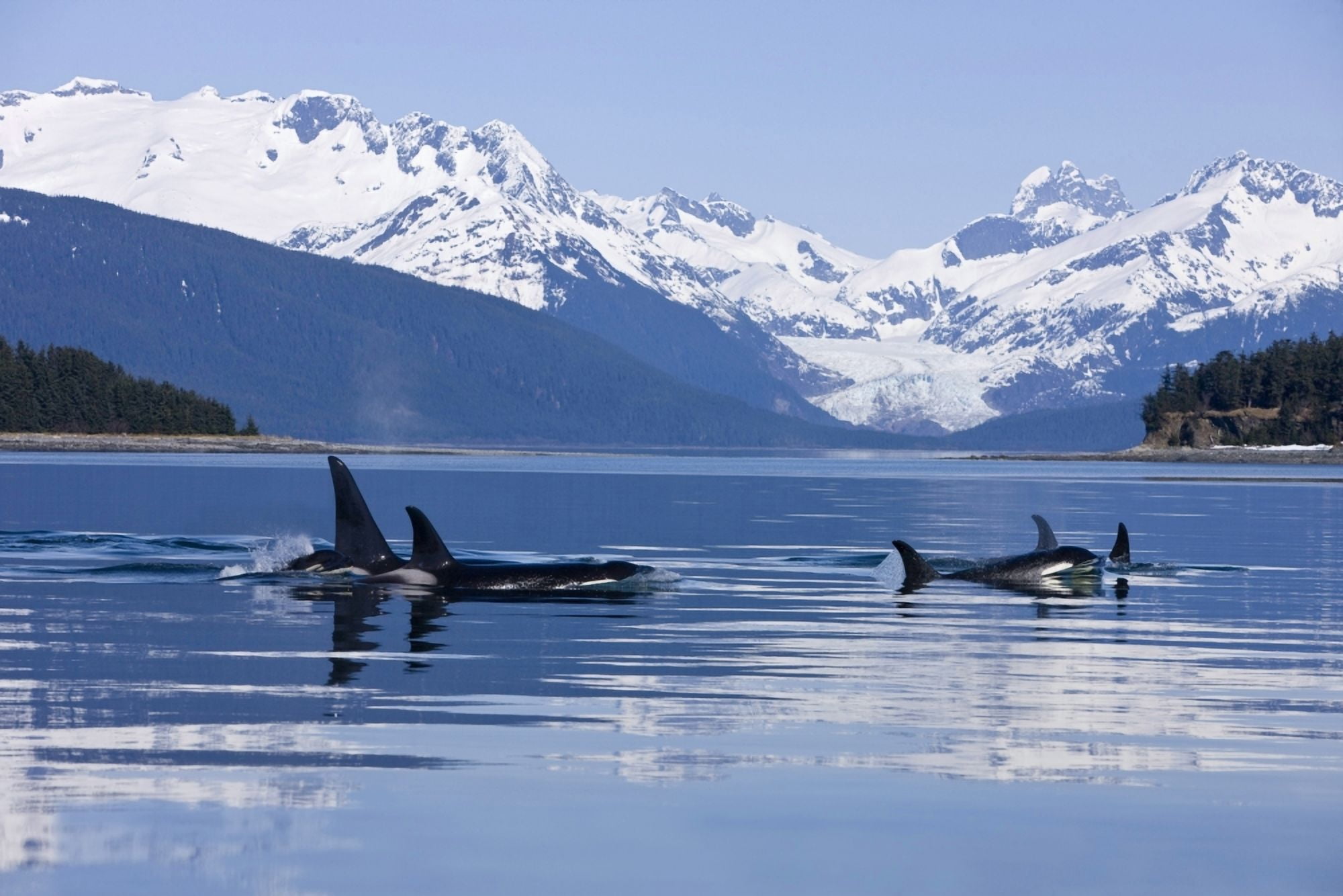 Orca Surface In Lynn Canal Near Juneau With Herbert Glacier And Coast Range Beyond Inside Passage Alaska Canvas Art - John Hyde Design Pics (36 x 24)