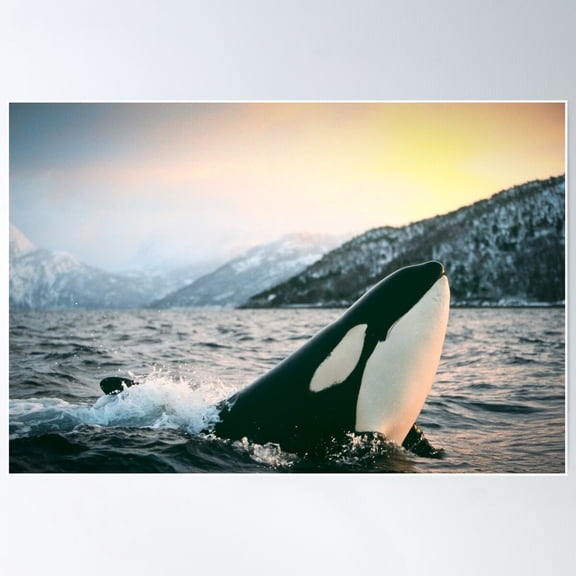 Orca - Tysfjord, Norway Poster Wall Art, Modern Wall Decor For Living Room Bedroom, 16x24 UNFRAMED
