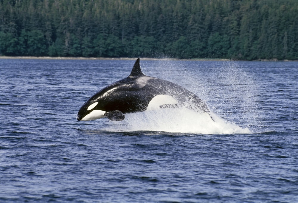 Orca Whale Breaching Cross Sound Inside Passage Se Ak Southeast Alaska Summer Canvas Art - John Hyde  Design Pics (34 x 22)