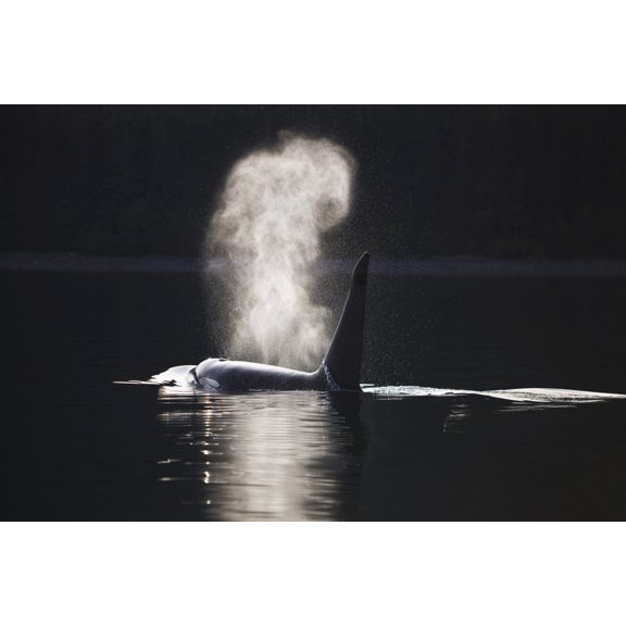 Orca Whale Surfaces Along A Forested Shoreline In Alaskas Inside Passage