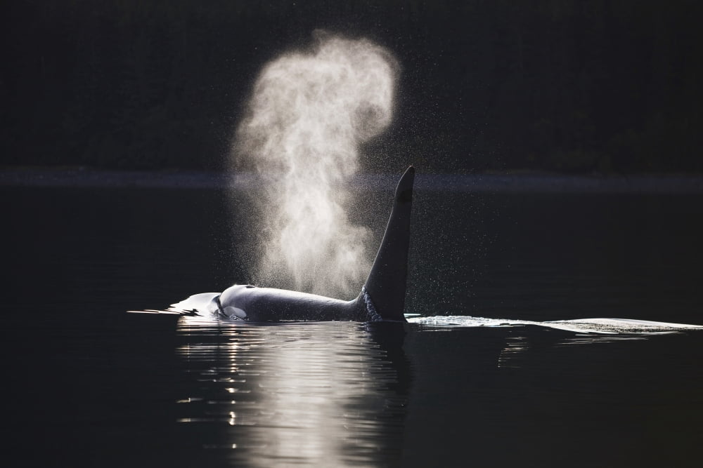 Orca Whale Surfaces Along A Forested Shoreline In Alaskas Inside Passage Admiralty Island Tongass National Forest Southeast Alaska Canvas Art - John Hyde Design Pics (34 x 22)