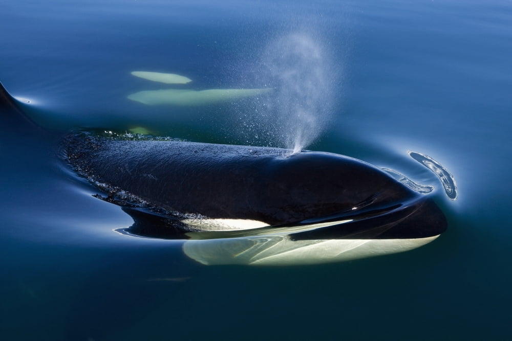 Orca Whale Surfaces In Lynn Canal Inside Passage Alaska Canvas Art - John Hyde Design Pics (18 x 12)
