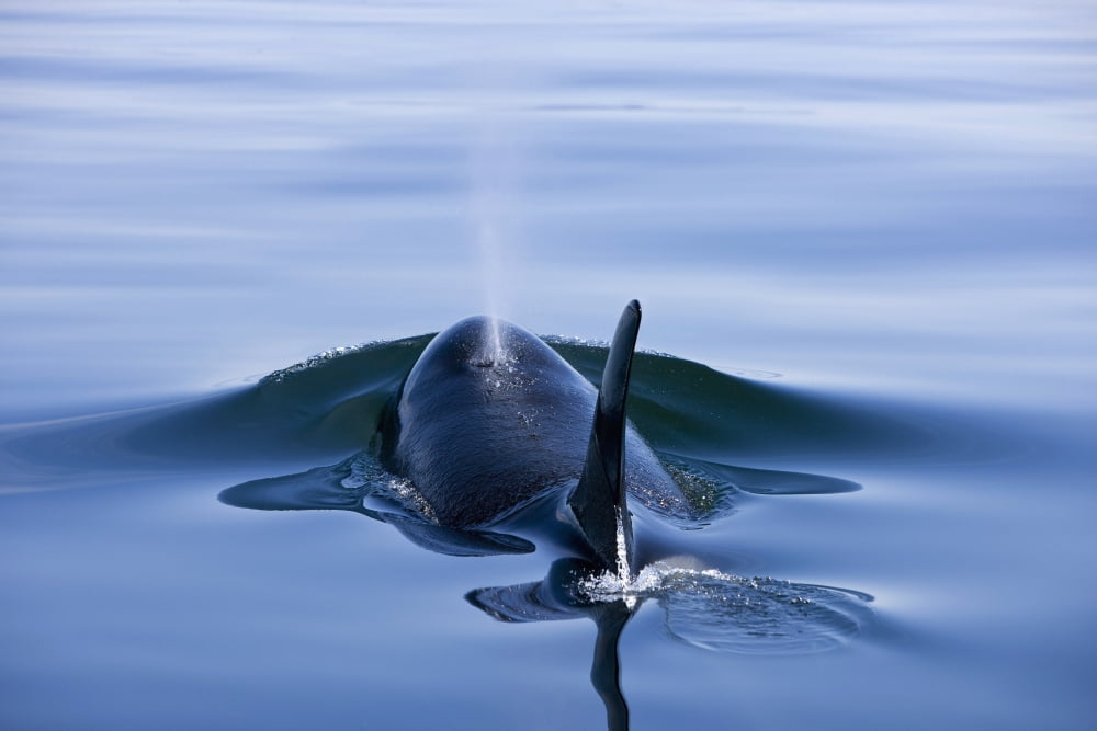 Orca Whale Surfaces In Lynn Canal Inside Passage Alaska Canvas Art - John Hyde Design Pics (36 x 24)