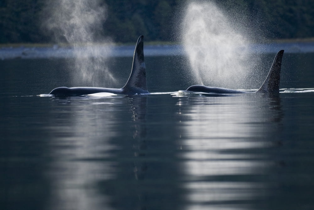 Orca Whales Exhale (Blows) As They Surfaces In Alaskas Inside Passage Southeast Alaska Canvas Art - John Hyde Design Pics (17 x 11)