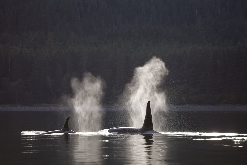 Orca Whales Surface Along A Forested Shoreline In Alaskas Inside Passage Admiralty Island Tongass National Forest Southeast Alaska Canvas Art - John Hyde Design Pics (17 x 11)
