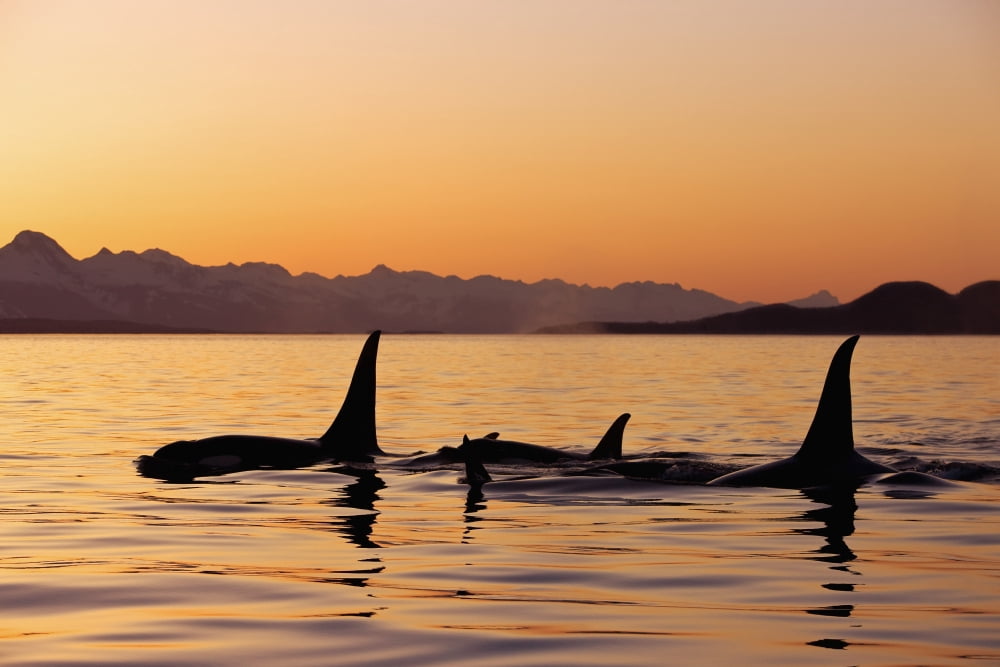 Orca Whales Surface In Lynn Canal At Sunset With Coast Range In The Background Alaska Canvas Art - John Hyde  Design Pics (17 x 11)