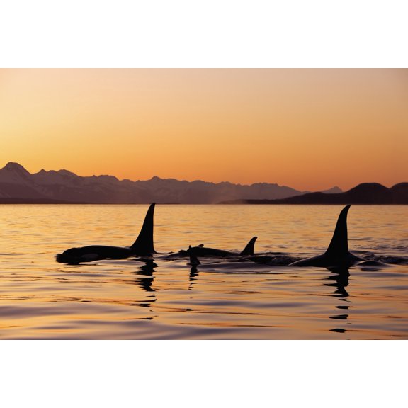 Orca Whales Surface In Lynn Canal At Sunset With Coast Range In The Background Alaska. Poster Print