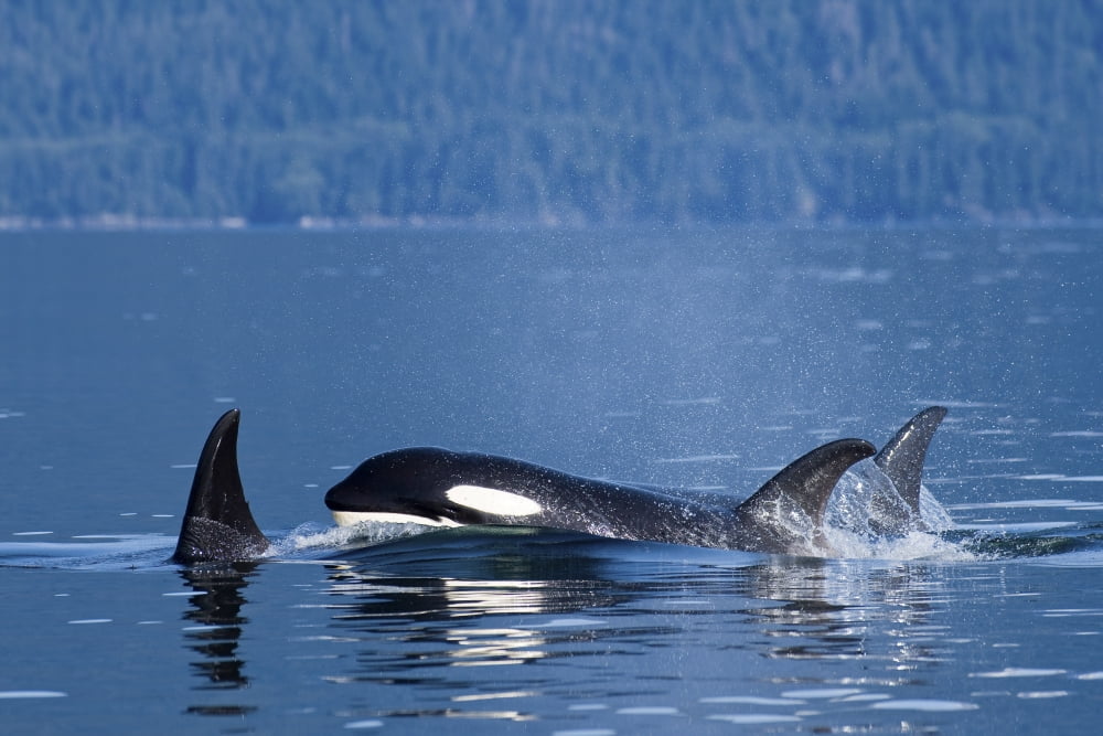 Orca Whales Surface In Lynn Canal In Southeast Alaskas Inside Passage Canvas Art - John Hyde Design Pics (18 x 12)