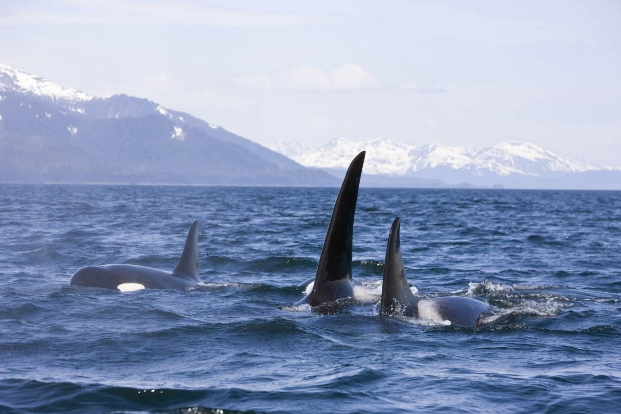 Orca Whales Surface In Lynn Canal With Chilkat Mountains In The Distance Inside Passage Alaska Canvas Art - John Hyde Design Pics (18 x 12)