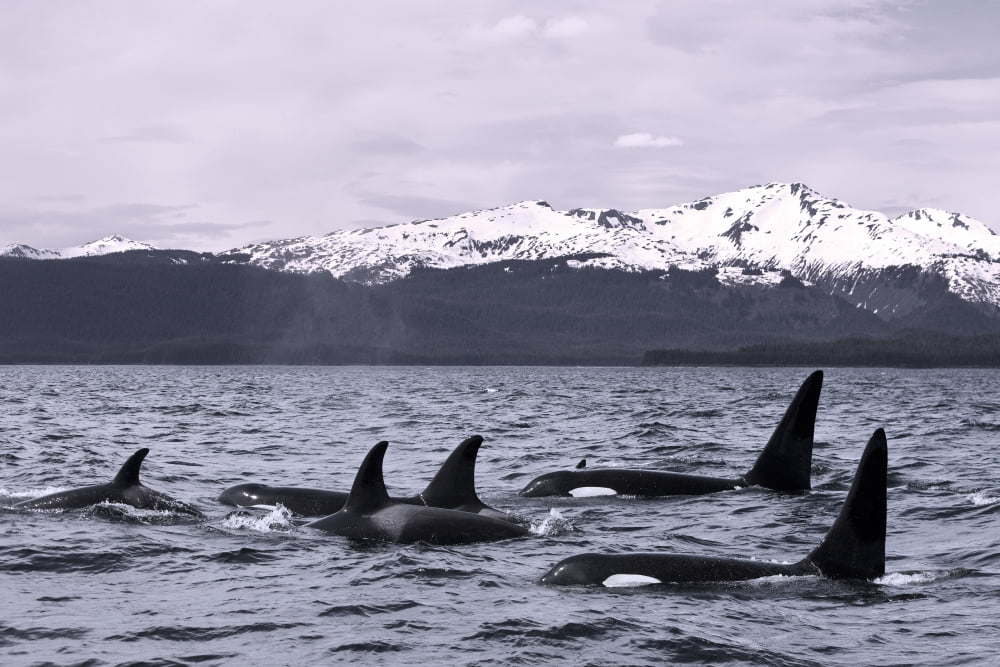 Orca Whales Surface In Lynn Canal With Chilkat Mountains In The Distance Inside Passage Alaska Canvas Art - John Hyde Design Pics (36 x 24)
