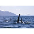 thumbnail image 1 of Orca Whales Surface In Lynn Canal With Chilkat Mountains In The Distance Inside Passage Alaska Poster Print, 1 of 3