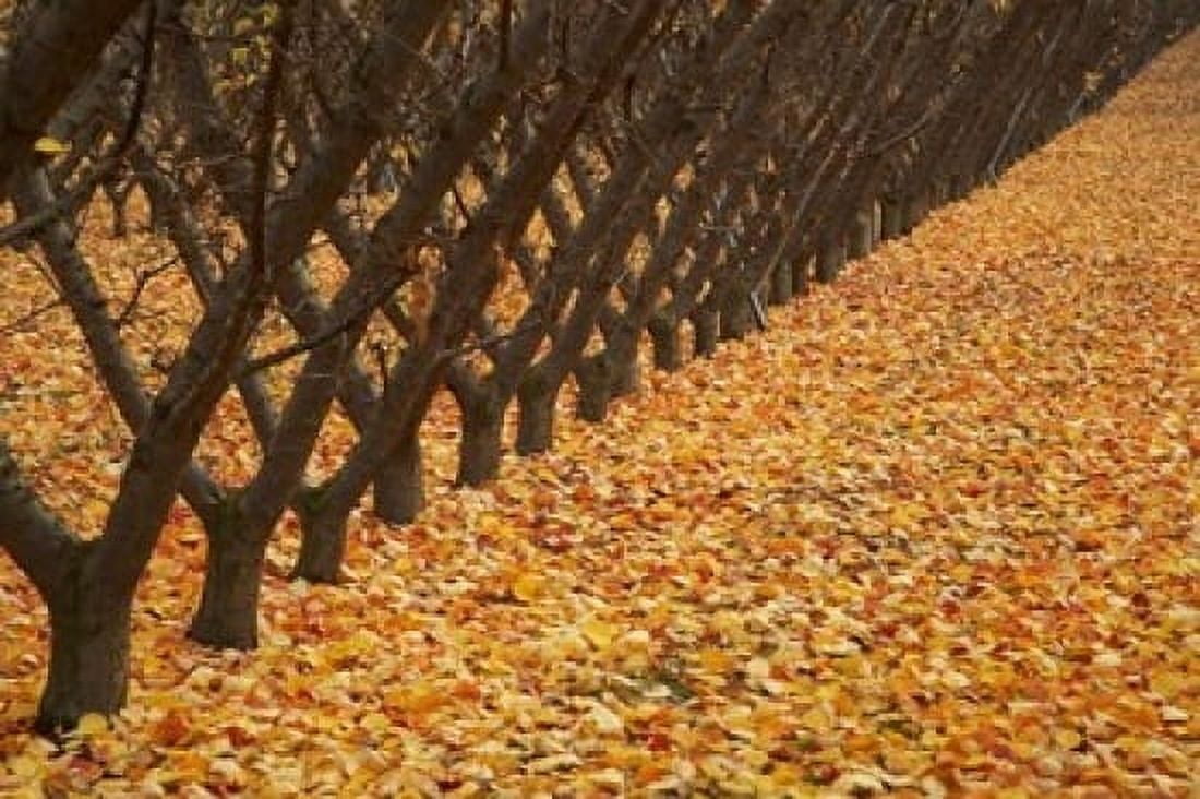 Orchard Cromwell Central Otago South Island New Zealand Canvas Art - David Wall DanitaDelimont (17 x 11)