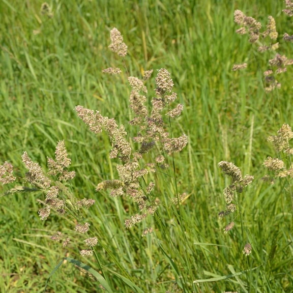 Orchard Grass Seesd for Planting - Potamac Orchardgrass (1 Pound)