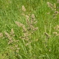 thumbnail image 1 of Orchard Grass Seesd for Planting - Potamac Orchardgrass (8 Ounces), 1 of 2