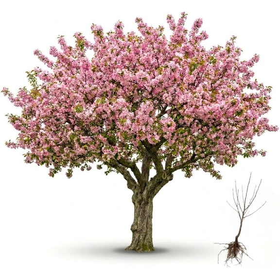 Orchard Kit - Live Crabapple Tree Saplings for Planting, Cold Hardy Fruit Tree Starts for Backyard Orchard, Garden & Container Growing (5 Crabapple Saplings)