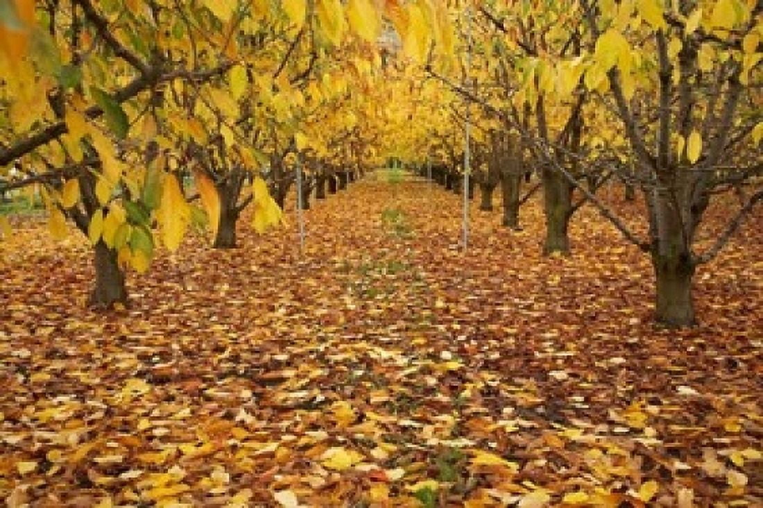 Orchard Roxburgh Central Otago South Island New Zealand Canvas Art - David Wall DanitaDelimont (17 x 11)