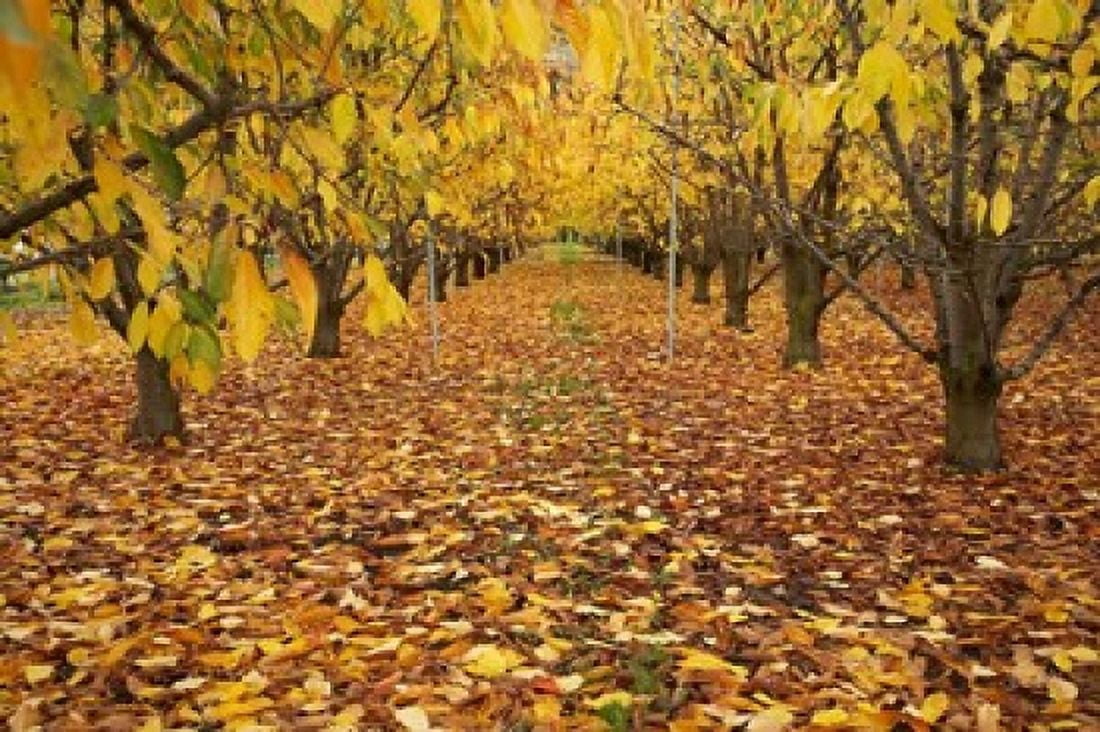 Orchard Roxburgh Central Otago South Island New Zealand Canvas Art - David Wall DanitaDelimont (34 x 23)