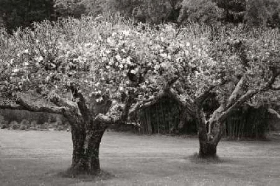 Orchard Serenity I Canvas Art - Vitaly Geyman (24 x 36)