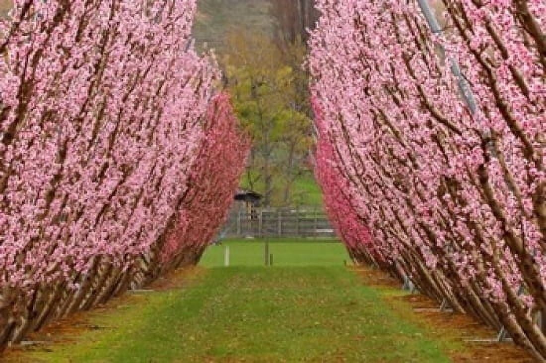 Orchard in Spring Cromwell Central Otago South Island New Zealand Canvas Art - David Wall DanitaDelimont (17 x 11)
